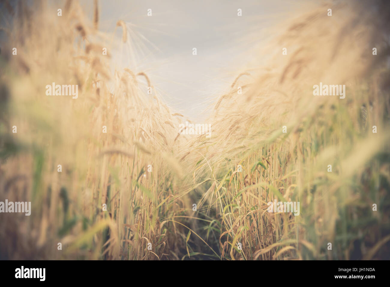 Blurred Rice Blurred and soft focus Retro Toned Golden rice spike in the rice field ...