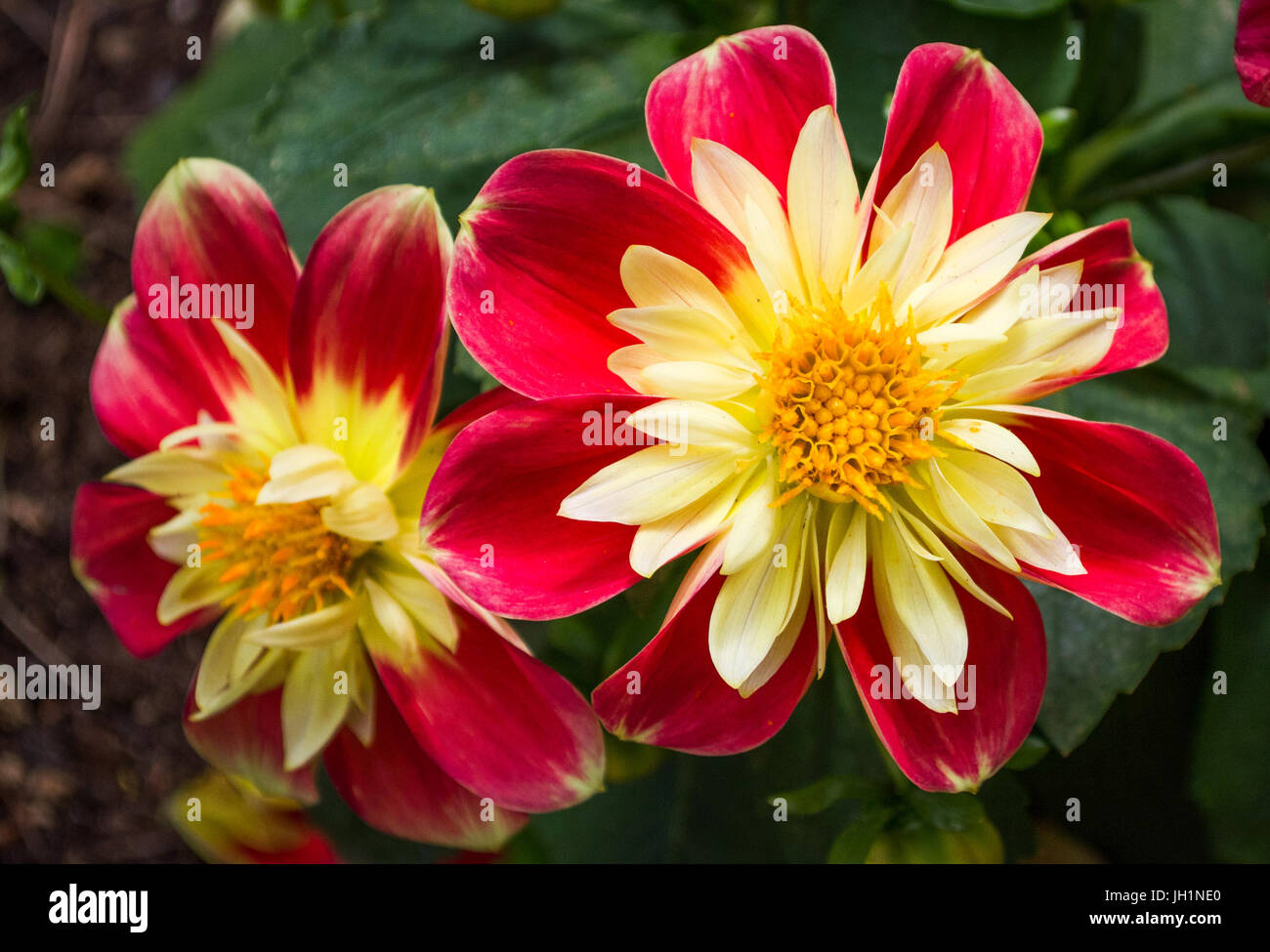 Red and Yellow flower Stock Photo - Alamy
