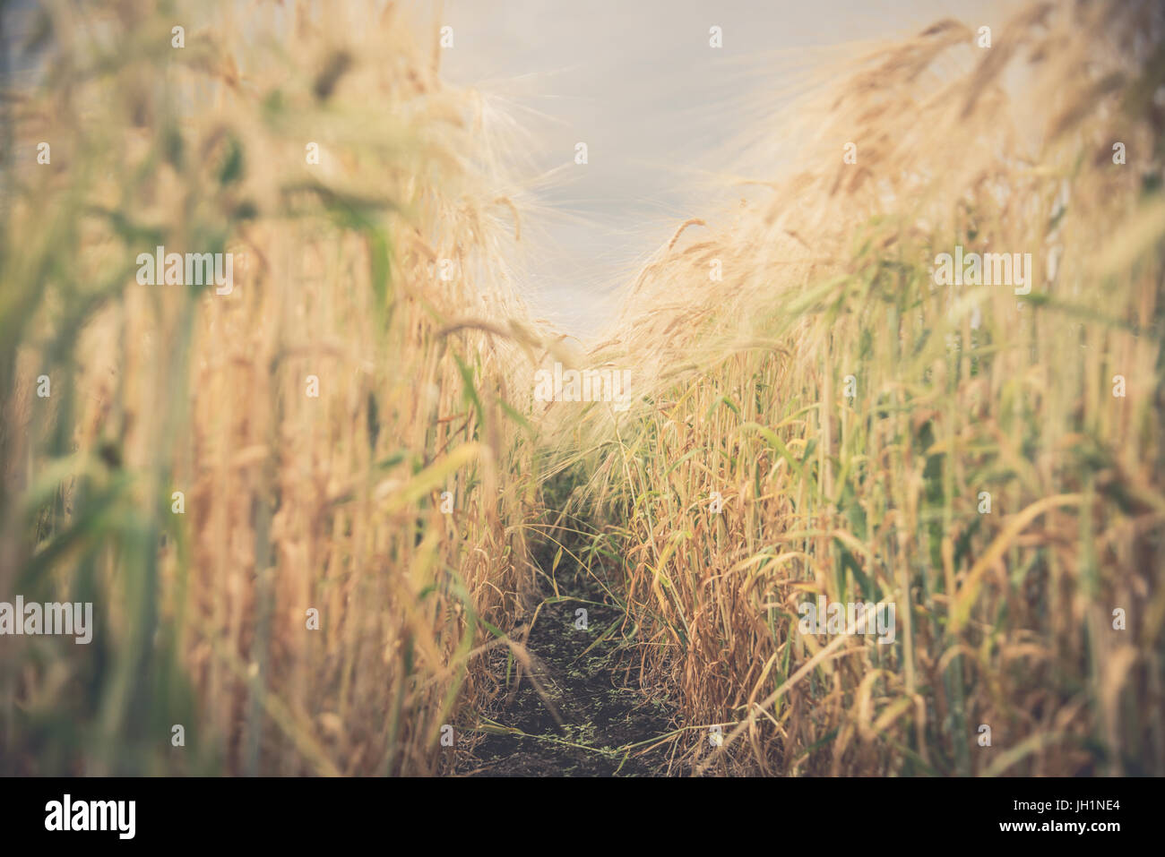 Blurred Rice Blurred and soft focus Retro Toned Golden rice spike in the rice field ...