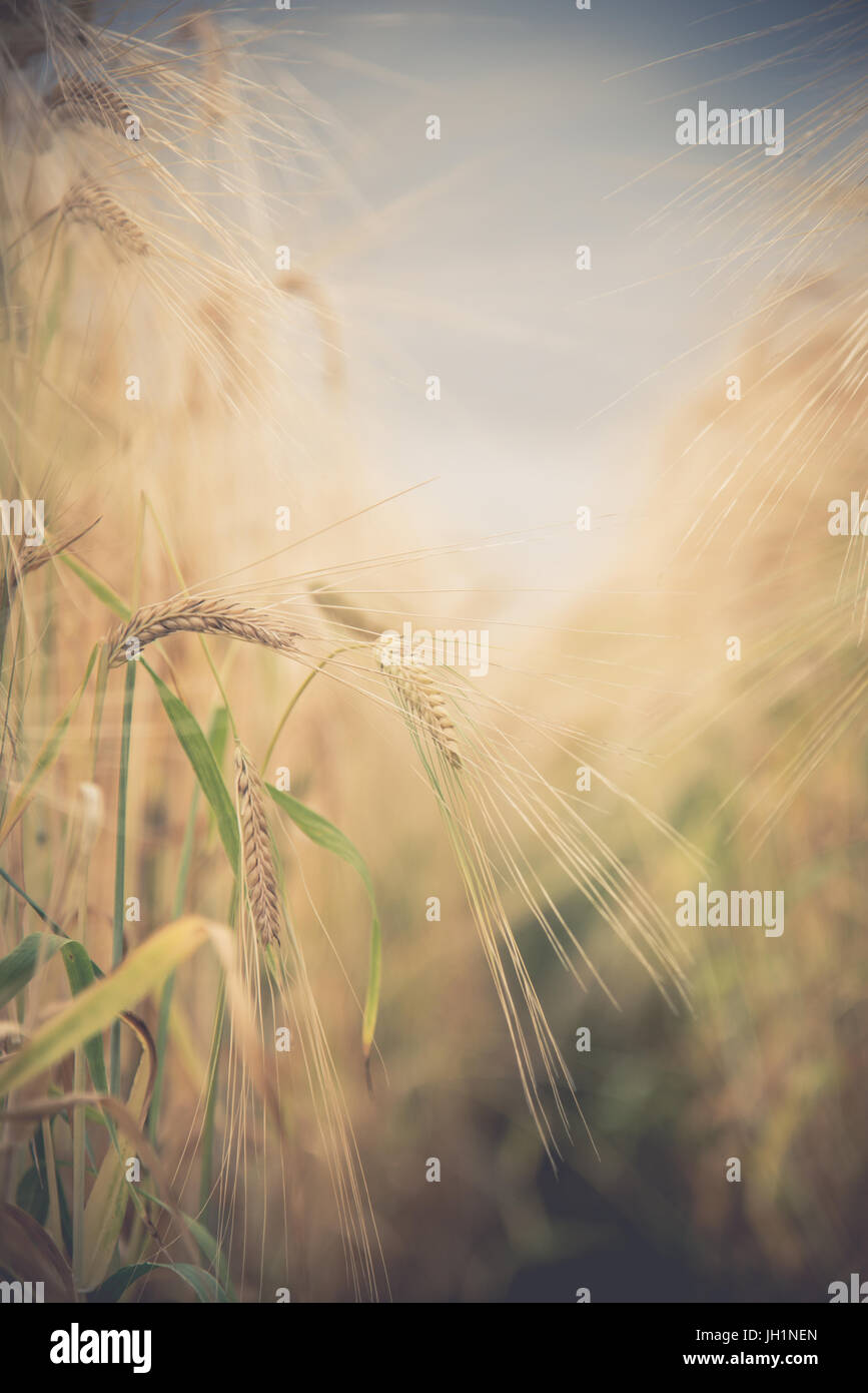 Blurred Rice Blurred and soft focus Retro Toned Golden rice spike in the rice field ...