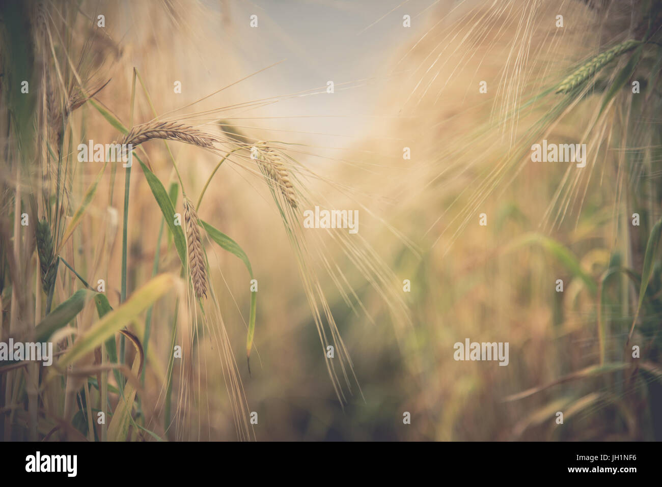 Blurred Rice Blurred and soft focus Retro Toned Golden rice spike in the rice field ...