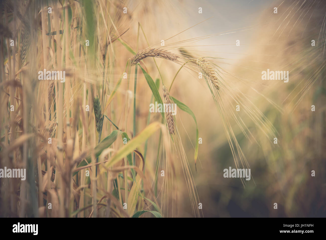 Blurred Rice Blurred and soft focus Retro Toned Golden rice spike in the rice field ...