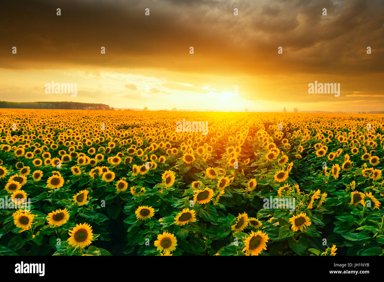 Sunflower fields during sunset. Beautiful composite of a sunrise over a  field of golden yellow sunflowers Stock Photo - Alamy