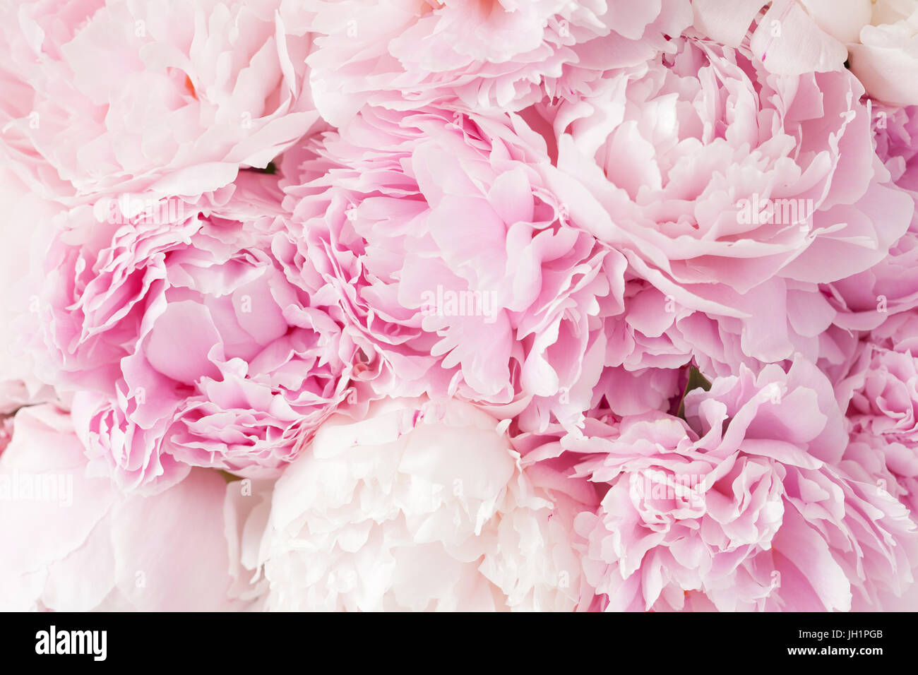 beautiful pink peony flower background Stock Photo - Alamy