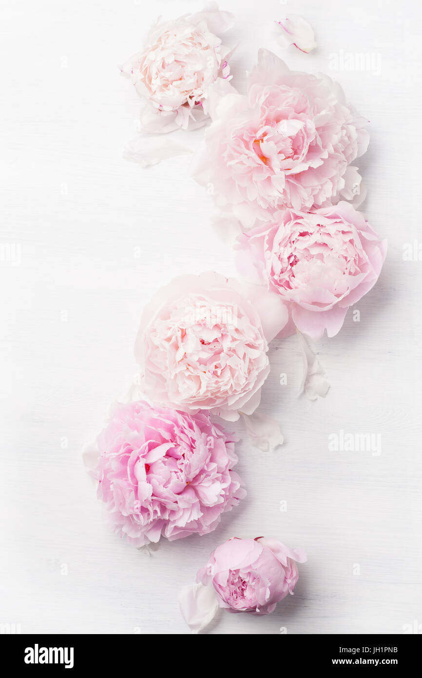 beautiful pink peony flower background Stock Photo - Alamy