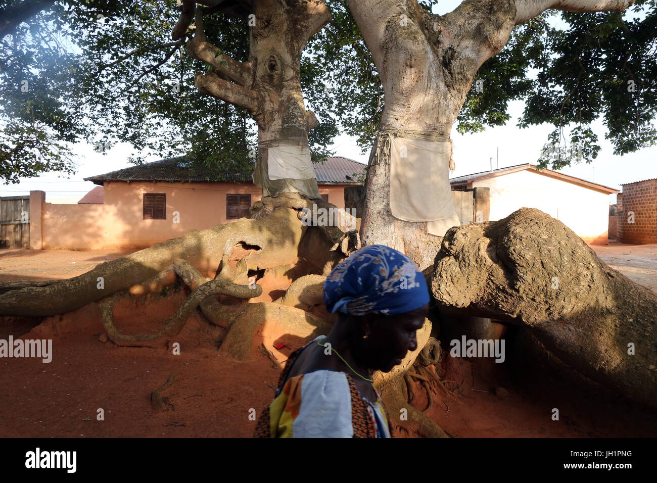 Voodoo sacred tree. Togoville, Togo. Stock Photo