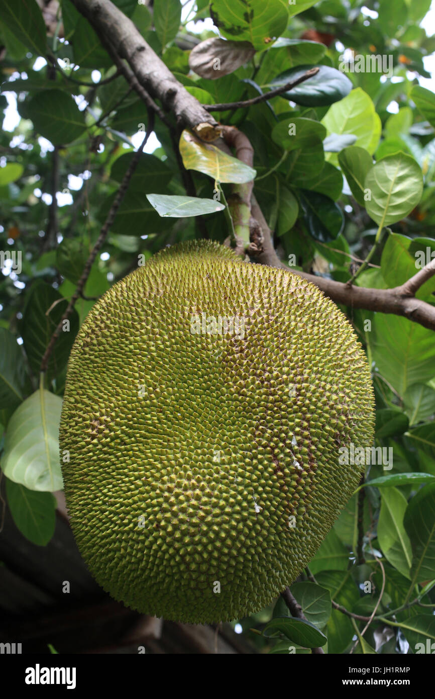 Jackfruit tree. Thailand. Stock Photo