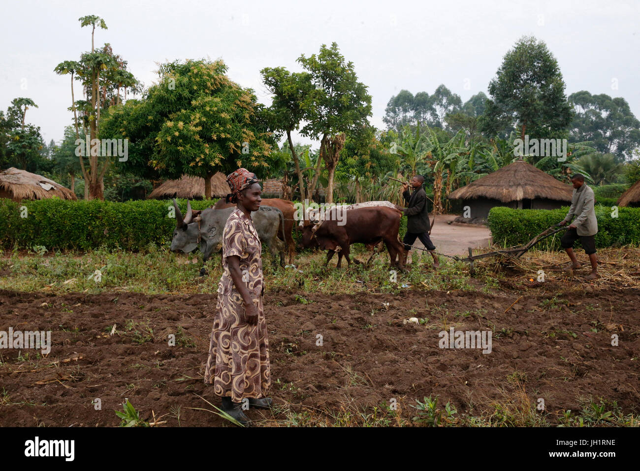 Symphoroza Bujune bought oxen with a 500,000 UGS group loan from Kolping Uganda Society  Uganda. Stock Photo