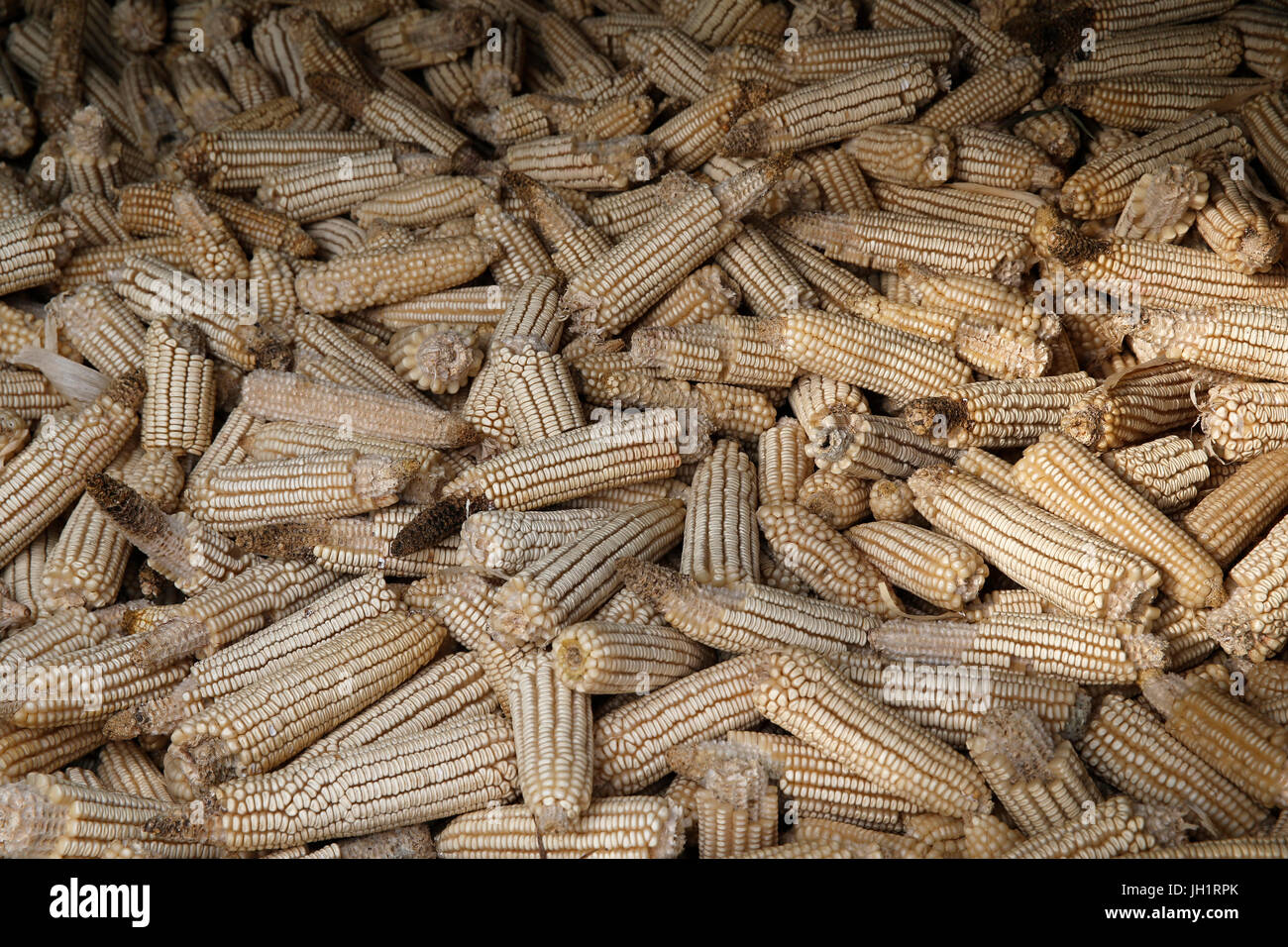 Maize for cattle. Uganda Stock Photo Alamy