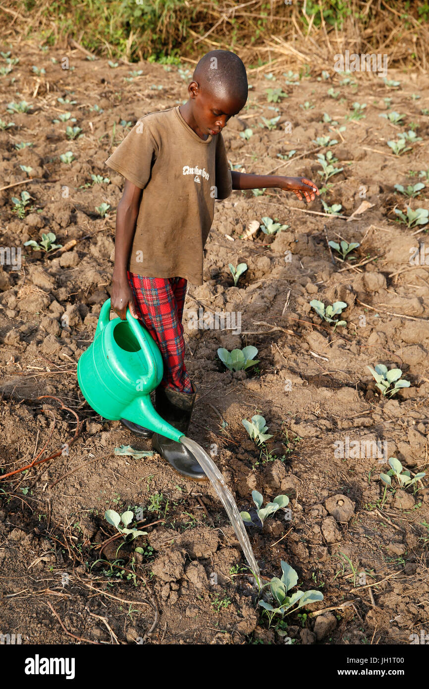 Farmer's son watering a vegetable plantation. Uganda. Stock Photo