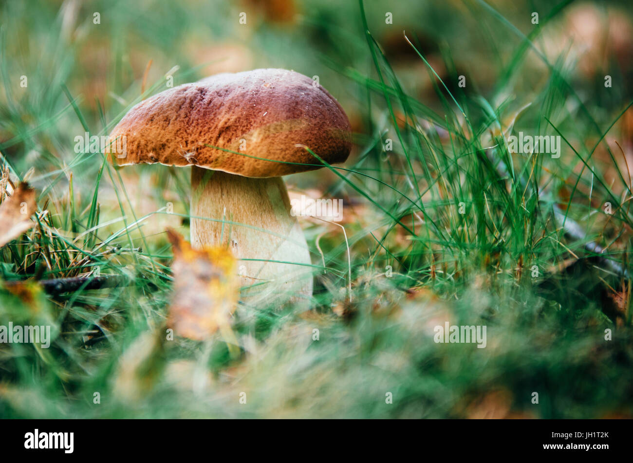Boletus mushroom porcini growing in a moss and grass close up in forest