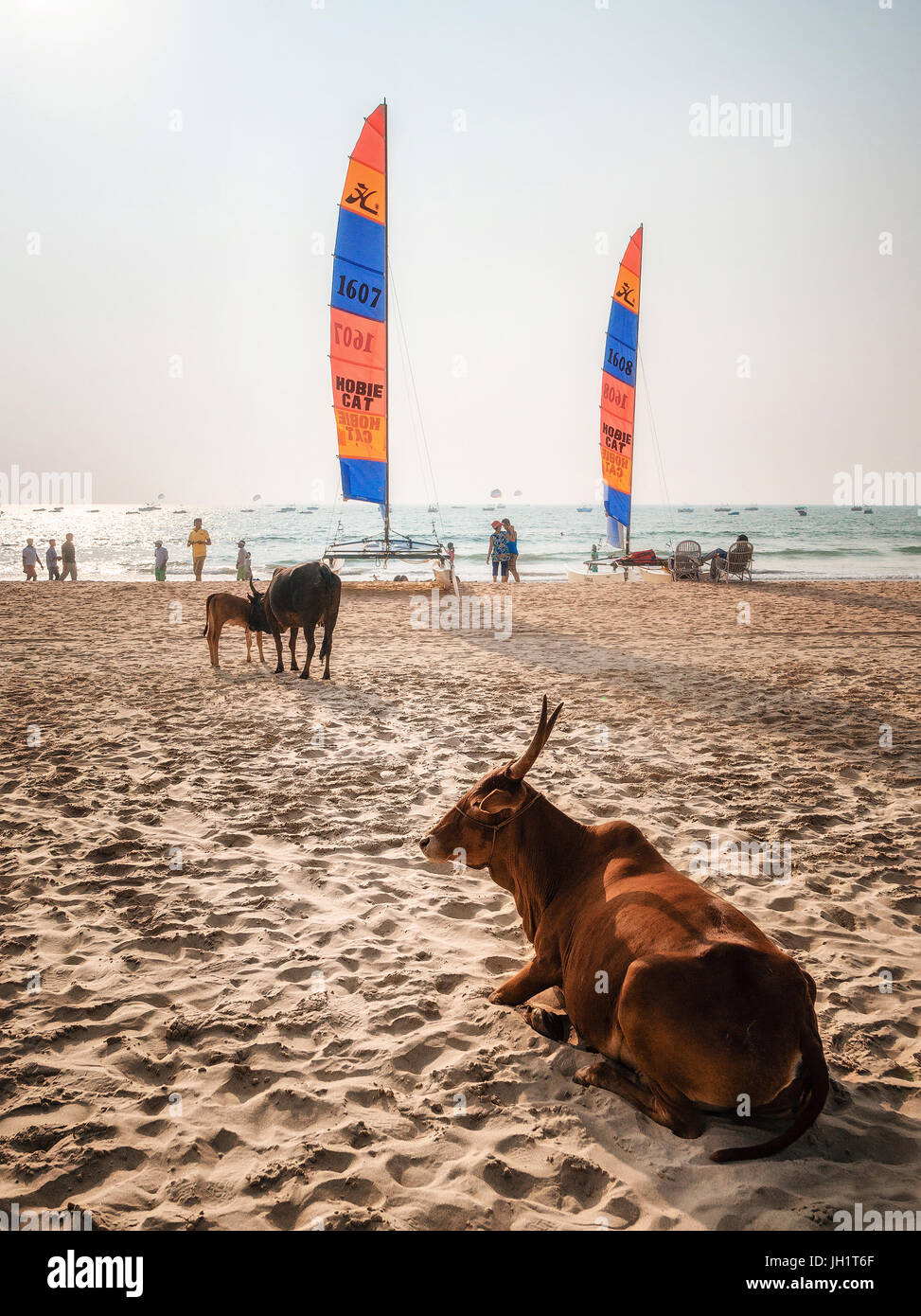Holy Indian cows against the sailboards on the Calangute beach in Goa, India Stock Photo