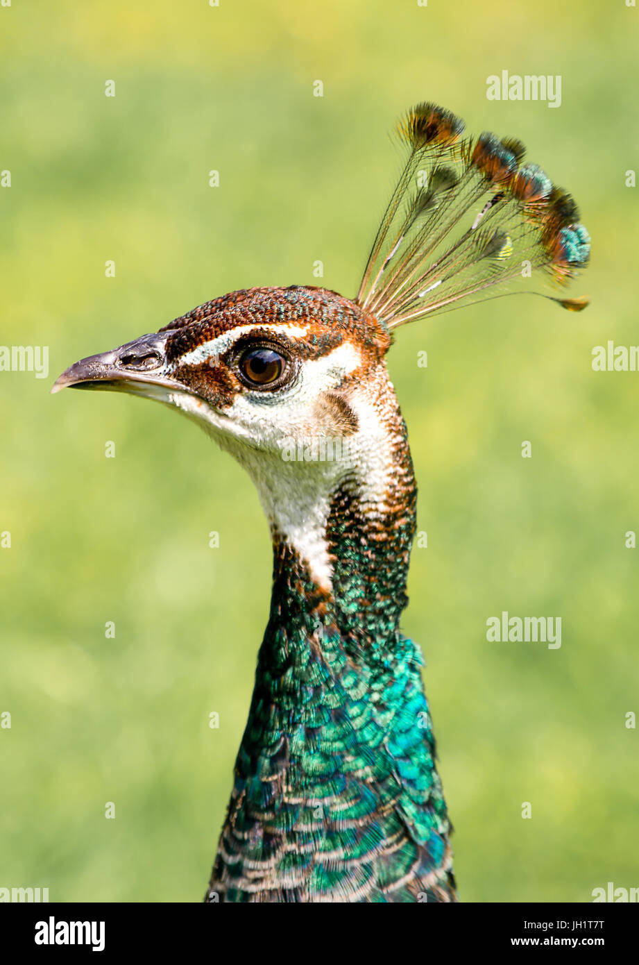 close up of peahen head Stock Photo