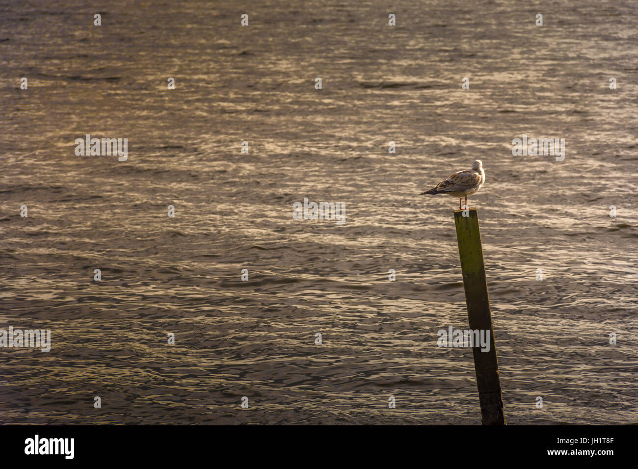 isolated gull stood on post in lake Stock Photo