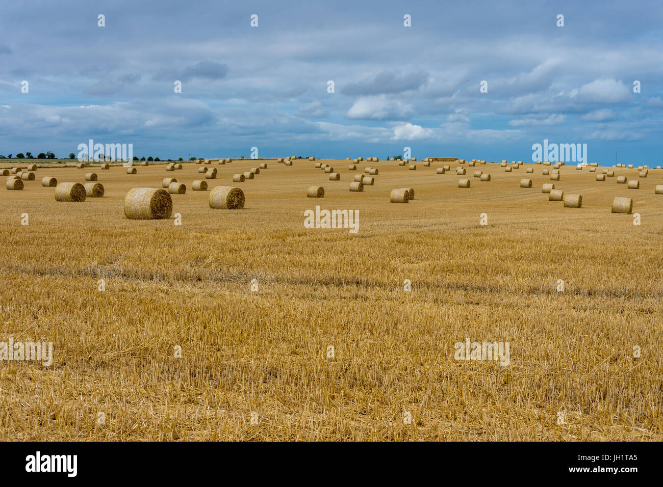 hay bales in the fields Stock Photo