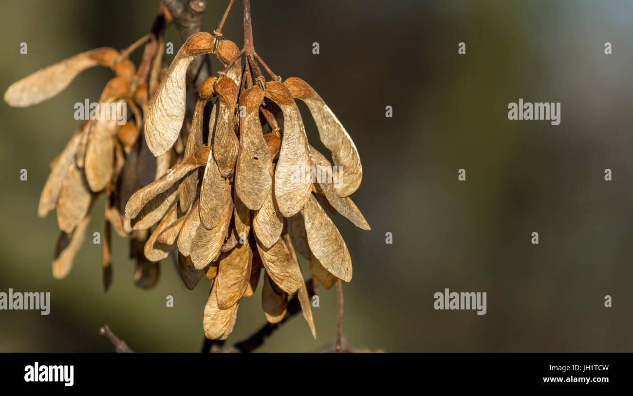 sycamore seeds on tree Stock Photo