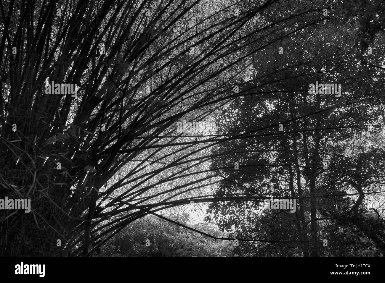 Eerie Grove of tall bamboo trees in black and white Stock Photo