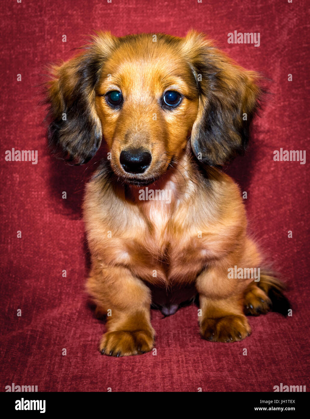 Long haired dachshund puppy hi-res stock photography and images - Alamy