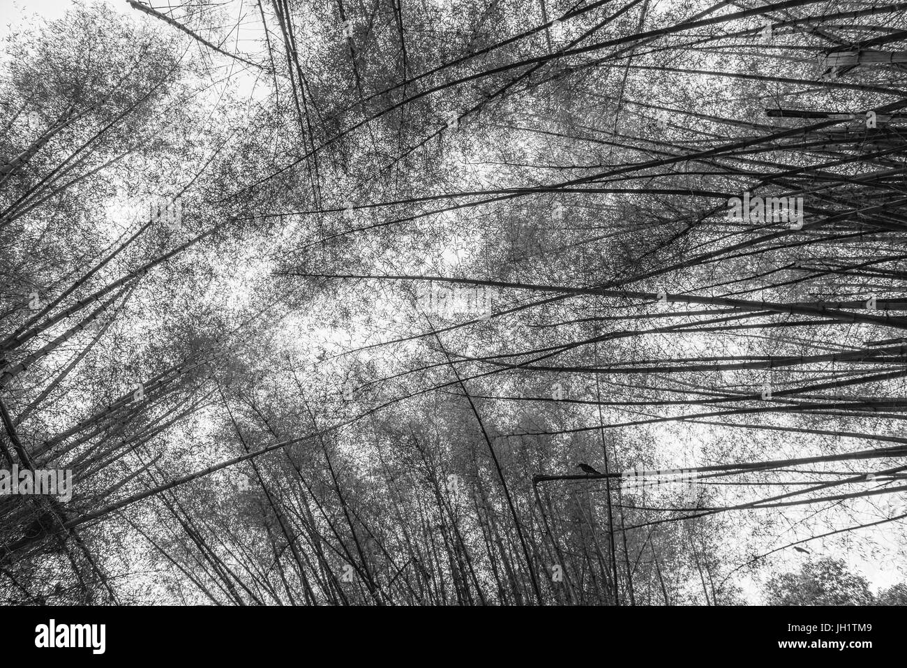 Canopy formed by tall bamboo trees in black and white Stock Photo