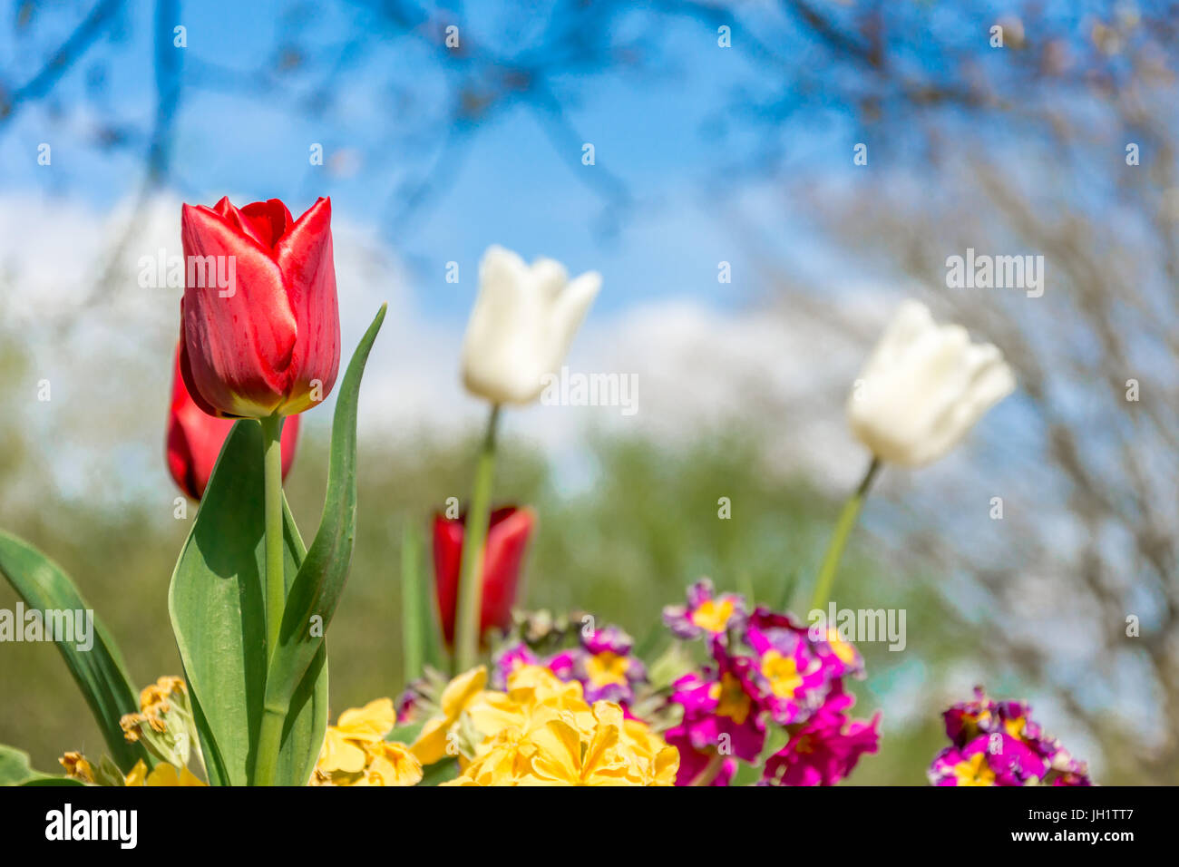 Red tulips in full bloom Stock Photo