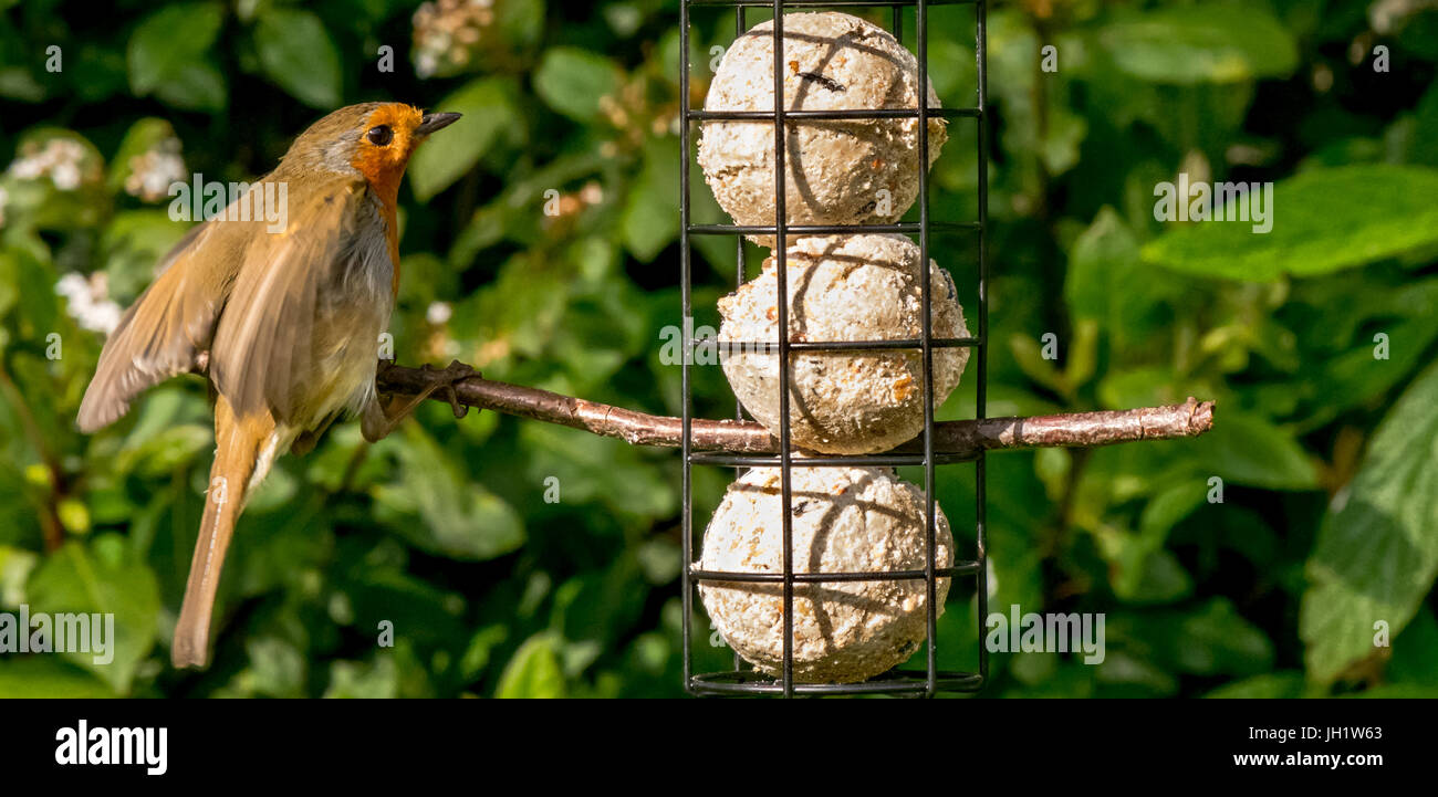 small birds on garden feeder Stock Photo