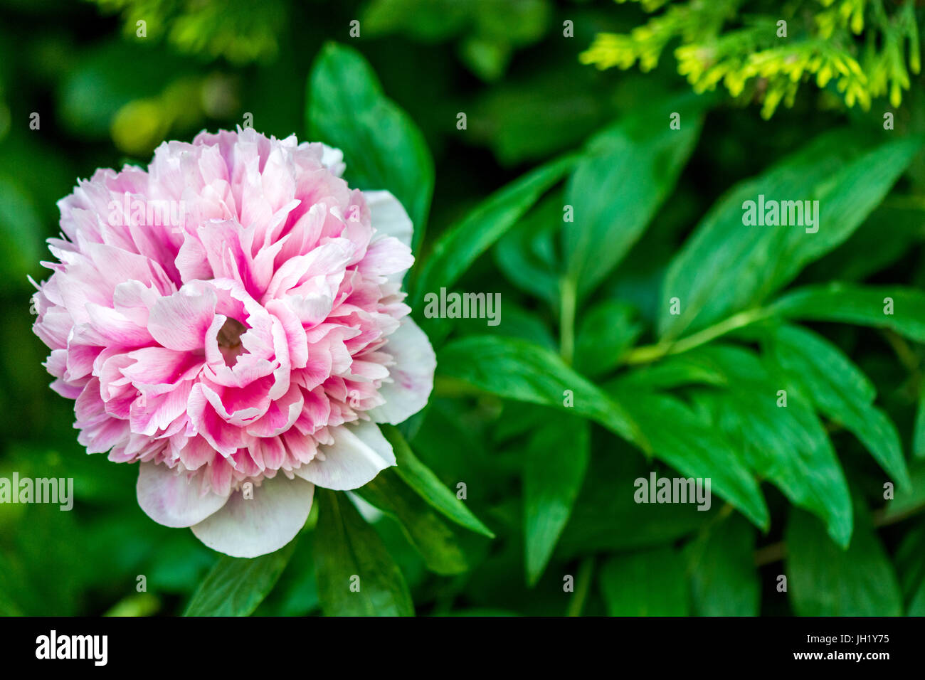 peony flower in full bloom Stock Photo