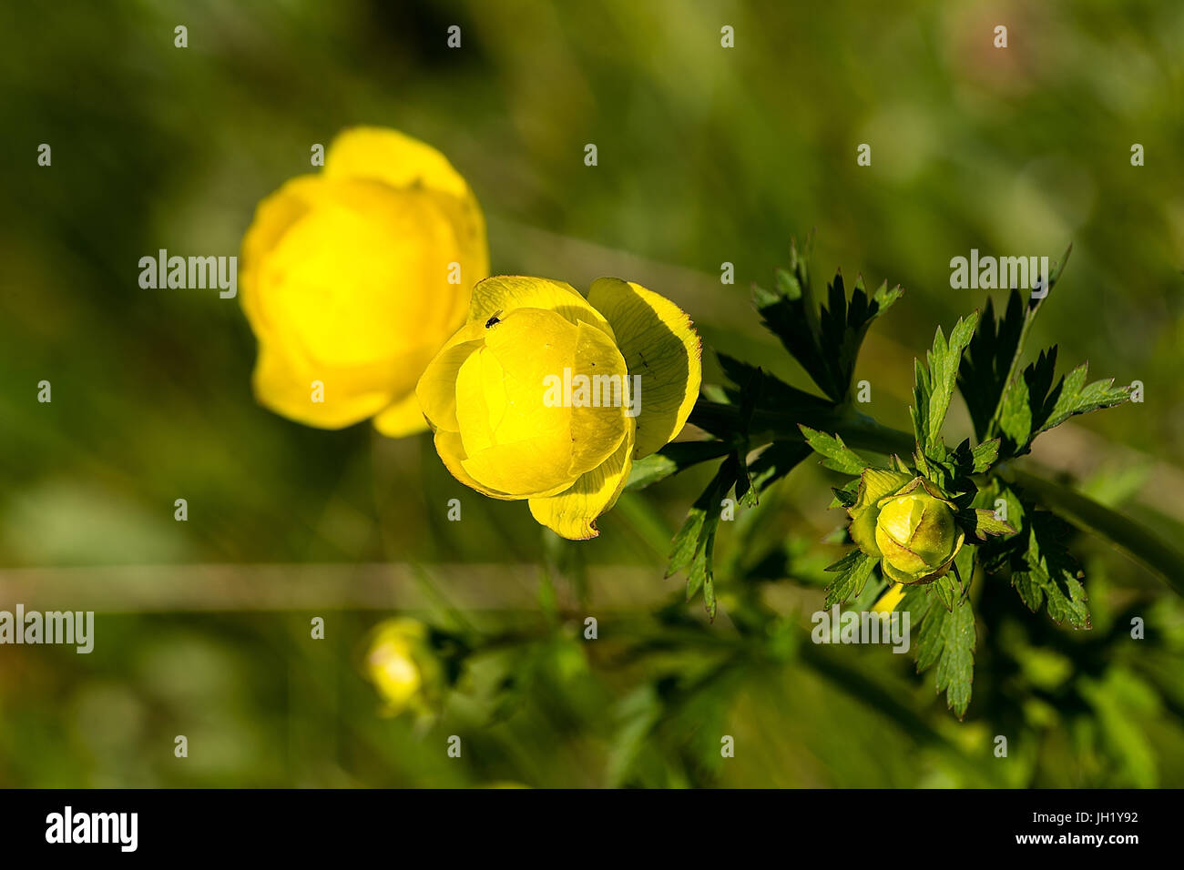 Globe flower (Trollius europaeus) on the meadow in Poland Stock Photo