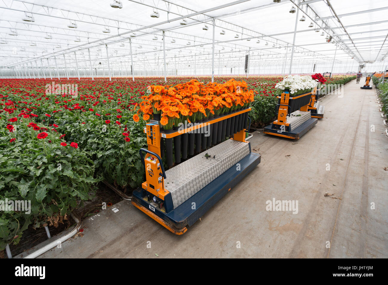 MOERKAPELLE, THE NETHERLANDS, JUNE 5, 2017: A machine to harvest Transvaal Daisy growing in a large green house. Stock Photo
