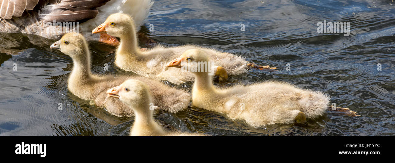 baby goslings swimming on cananl Stock Photo