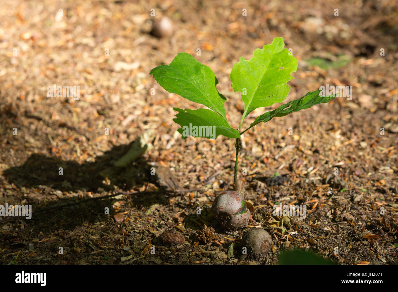 Start of a young forest: a Common Oak tree seedling from an acorn on the  forest floor lit by the sun in spring Stock Photo - Alamy