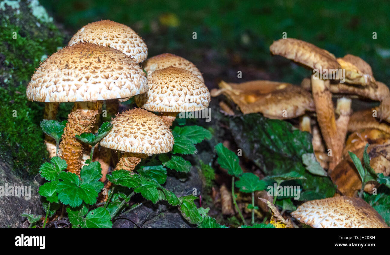 Wild mushrooms growing at root of a tree Stock Photo