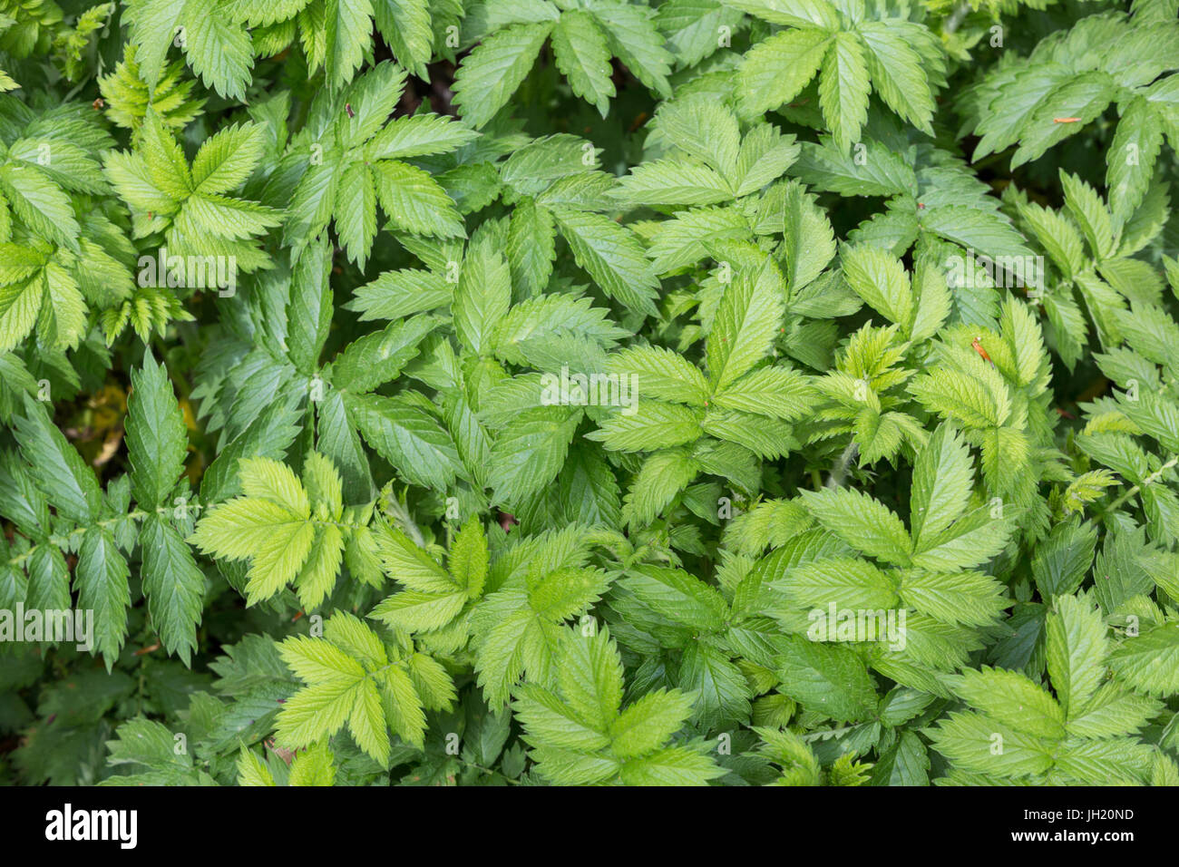 Common agrimony, church steeples or sticklewort from above. Stock Photo