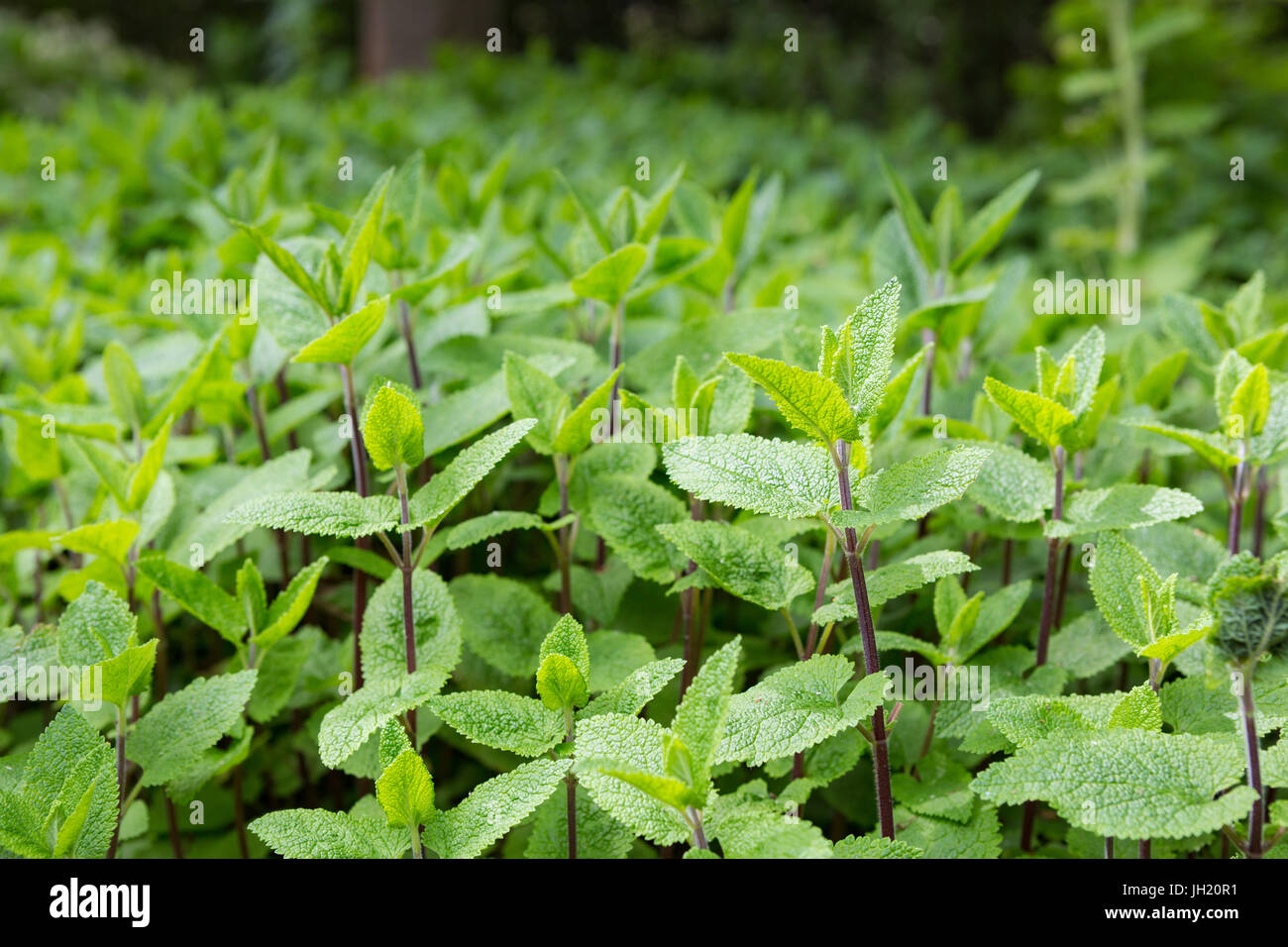 Autumn Fields - Mint main image 1