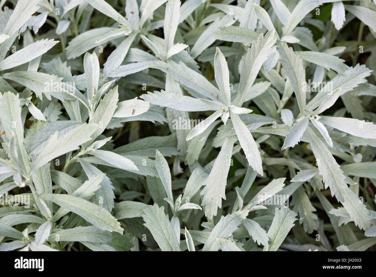 Silver wormwood, western mugwort, Louisiana wormwood, white sagebrush, and gray sagewort - Artemisia ludoviciana. Stock Photo