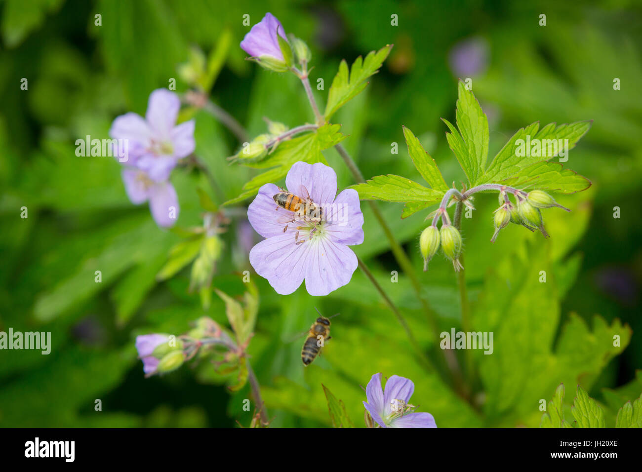 Honey Bee on a flowering Wild geranium, spotted geranium or wood geranium - Geranium maculatum. Stock Photo