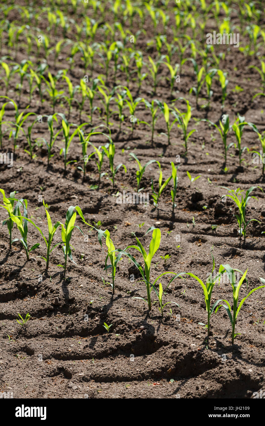 Young Corn or Maize plants growing in parallel rows in a cultivated agricultural field. Stock Photo