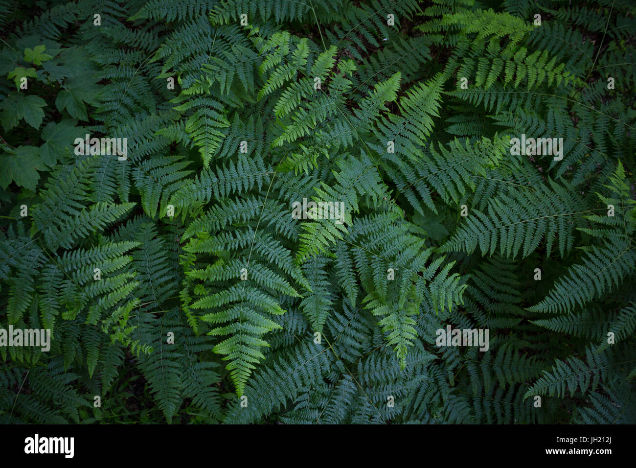 Natural texture or background from the forest floor: Top view of green fern or bracken leaves in late spring - Pteridium aquilinum. Stock Photo