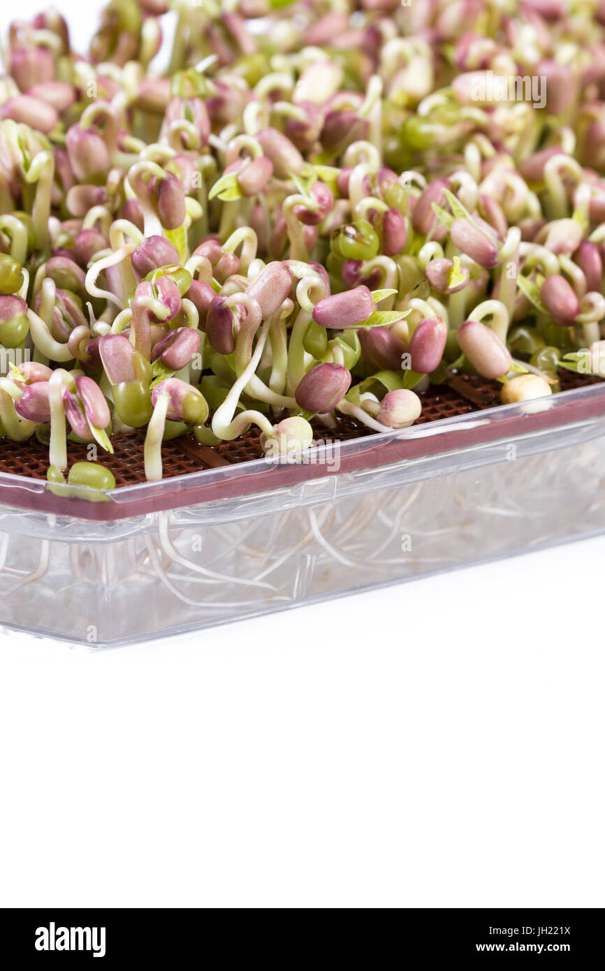 close up of a sprouting tray with green soy beans growing after just