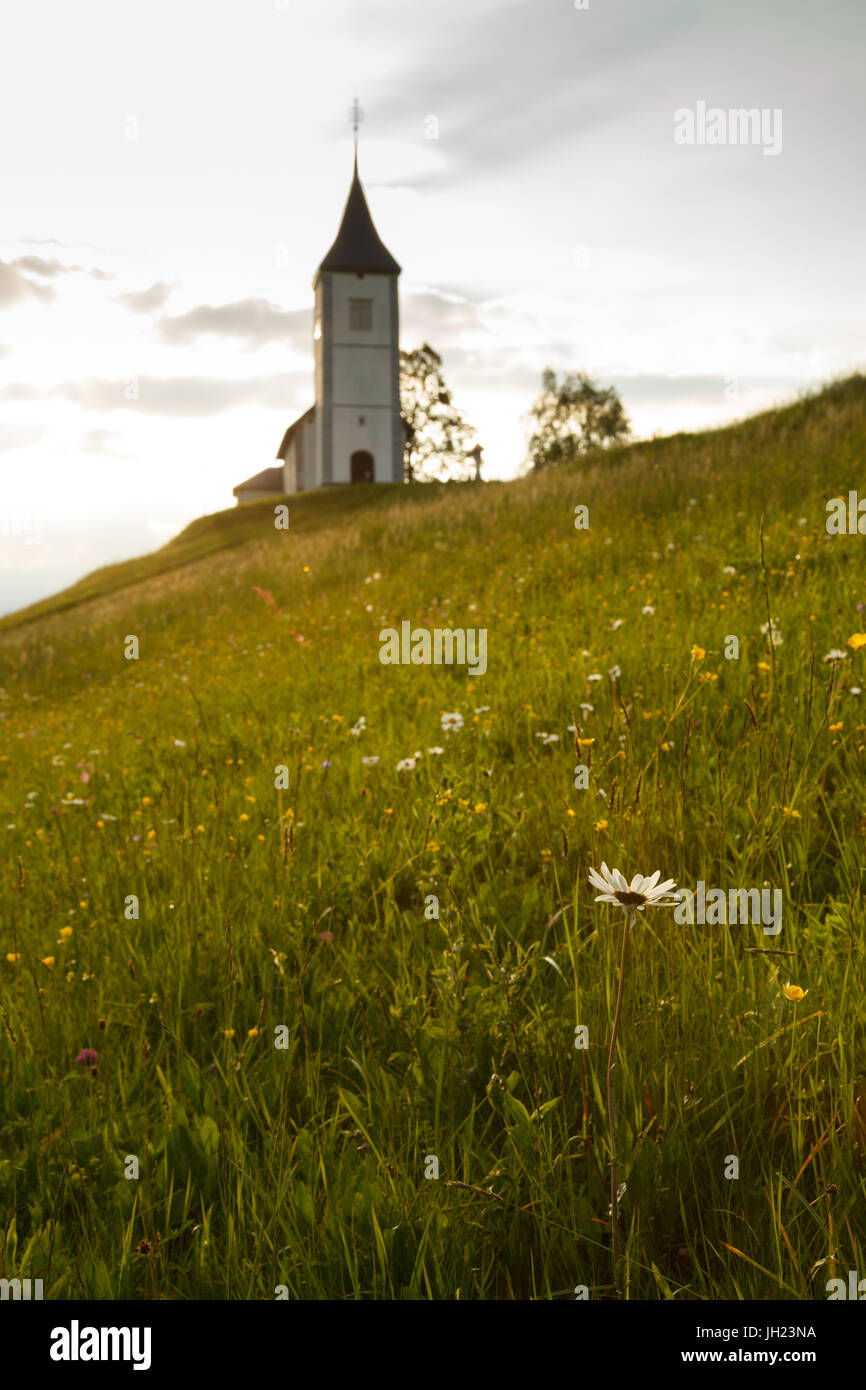 Felician Stock Photos Felician Stock Images Alamy