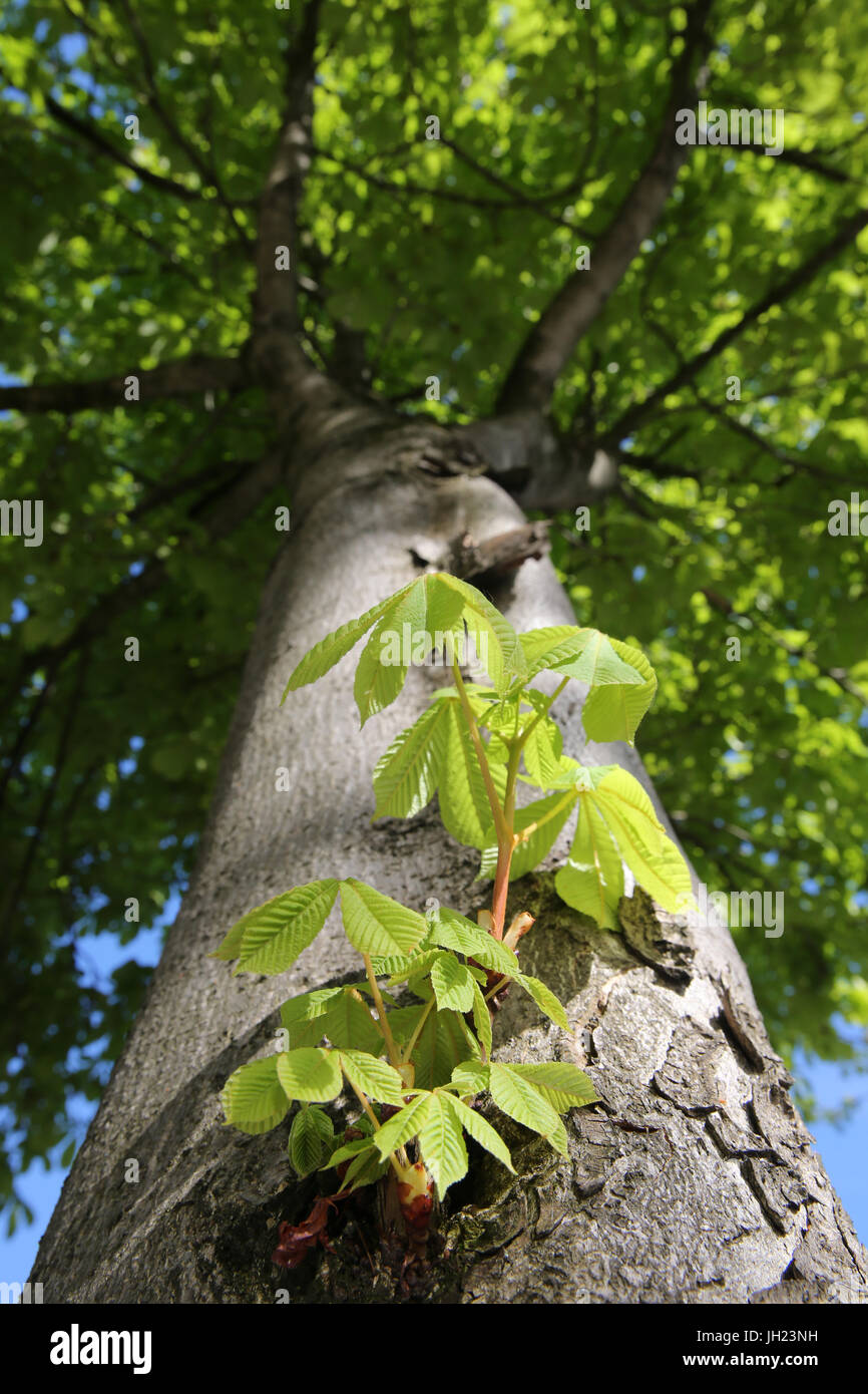 Young fresh tree leaves. Springtime.  France. Stock Photo