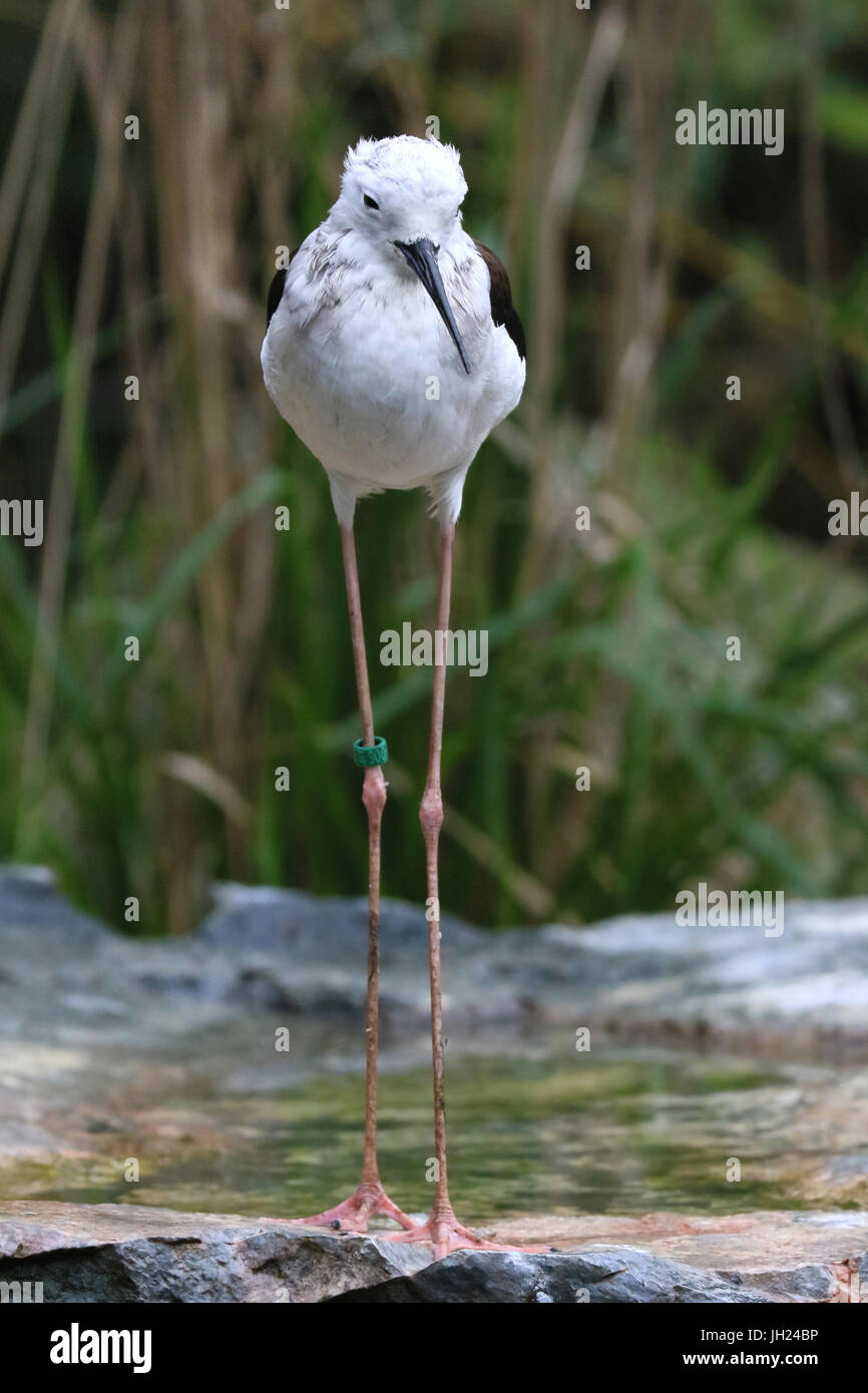 Ornithological park ( Parc des Oiseaux de Villards-les-Dombes). Stock Photo