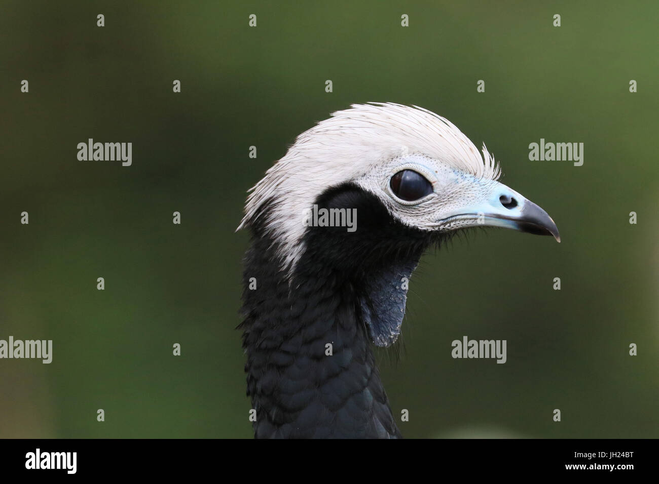 Ornithological park ( Parc des Oiseaux de Villards-les-Dombes). Stock Photo