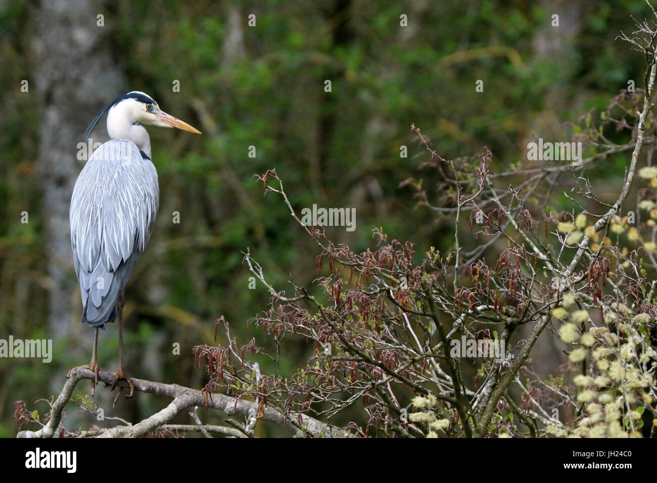 Ornithological park ( Parc des Oiseaux de Villards-les-Dombes). Common crane ( Grus grus). Stock Photo