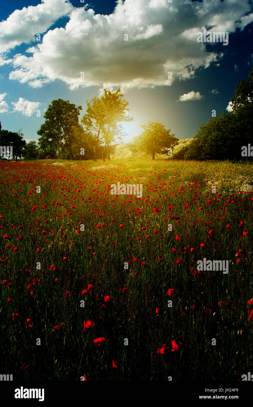 Beautiful landscape and poppy flower field blossom Stock Photo - Alamy