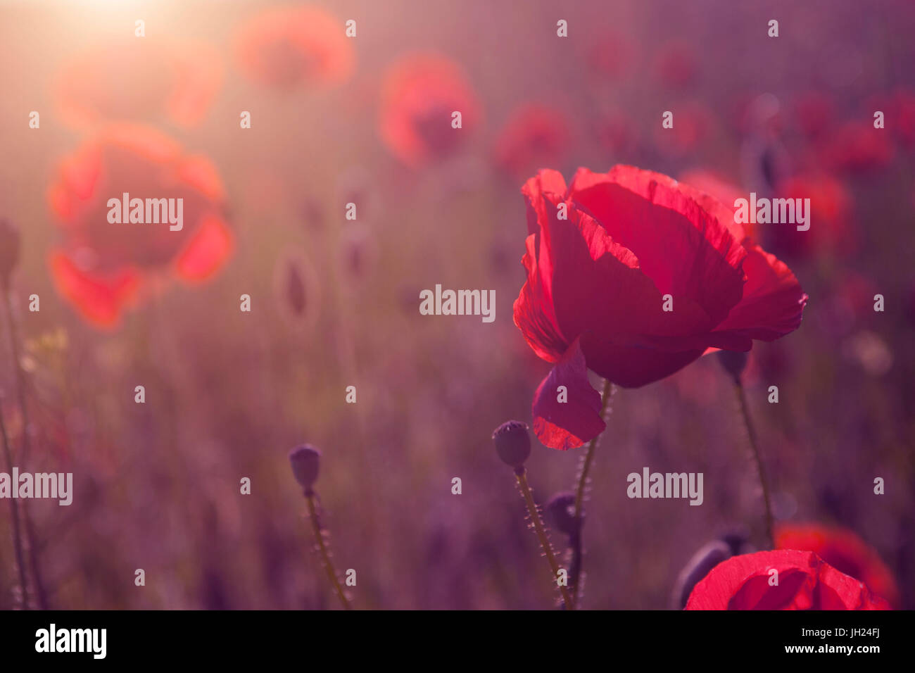 Beautiful poppy flower blossom Stock Photo