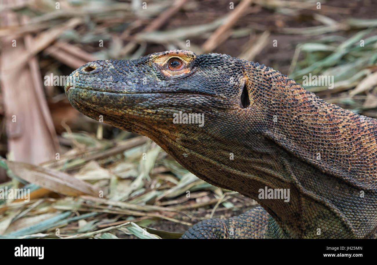 Landscape, colour photograph of a Komodo Dragon taken at Chester Zoo Stock Photo