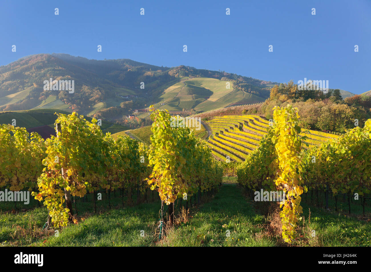 Vineyards in autumn, near Durbach, Black Forest, Baden Wurttemberg, Germany, Europe Stock Photo