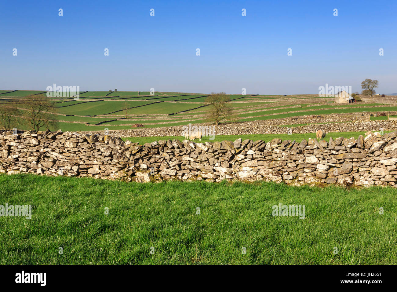 Typical spring landscape of barn, sheep, fields, dry stone walls and hills, Litton, Peak District, Derbyshire, England, UK Stock Photo
