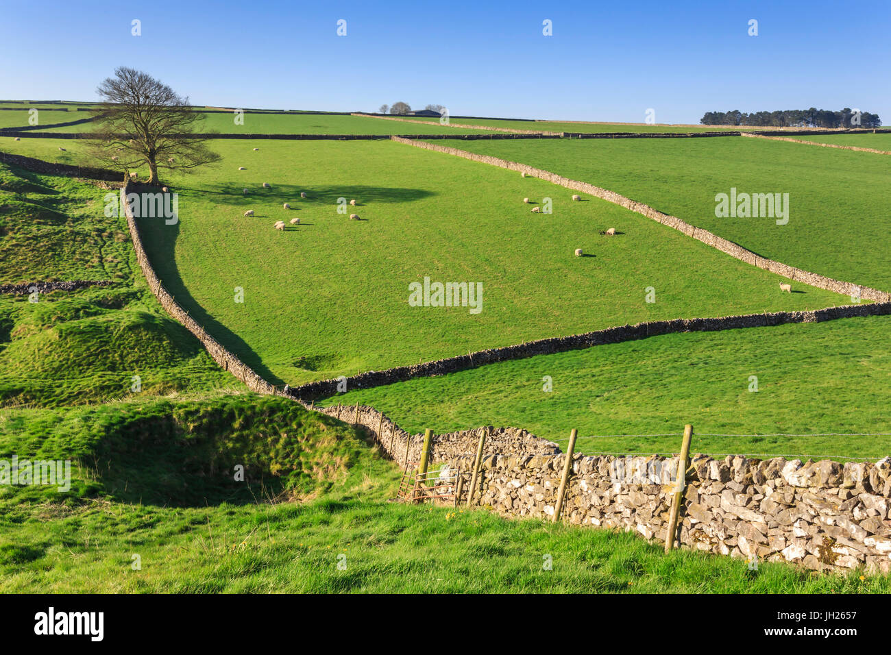 Sweeping landscape featuring dry stone walls in spring, Peak District National Park, near Litton, Derbyshire, England, UK Stock Photo