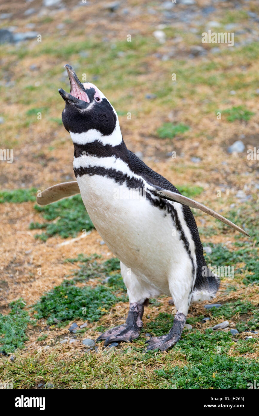 Magellanic penguin (Spheniscus magellanicus) calling, giving a warning call, Patagonia, Chile, South America Stock Photo